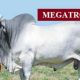 Go to Megatron Selling  Semen