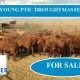 Go to 120 VGQ YOUNG PTIC DROUGHTMASTER COWS