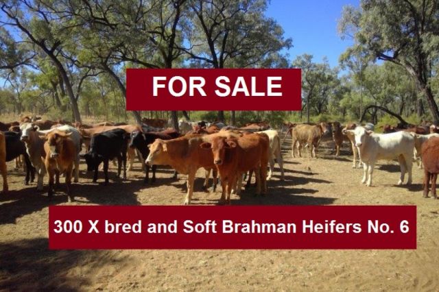 300 X bred & Soft Brahman Heifers No. 6