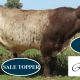 Go to Royalla Shorthorns Bull Sale