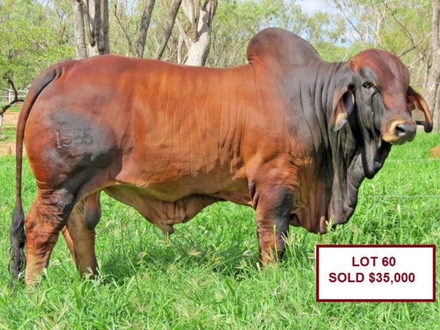 Big Country Sale