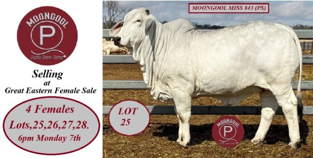 Moongool selling Females Great Eastern Female Sale 2024
