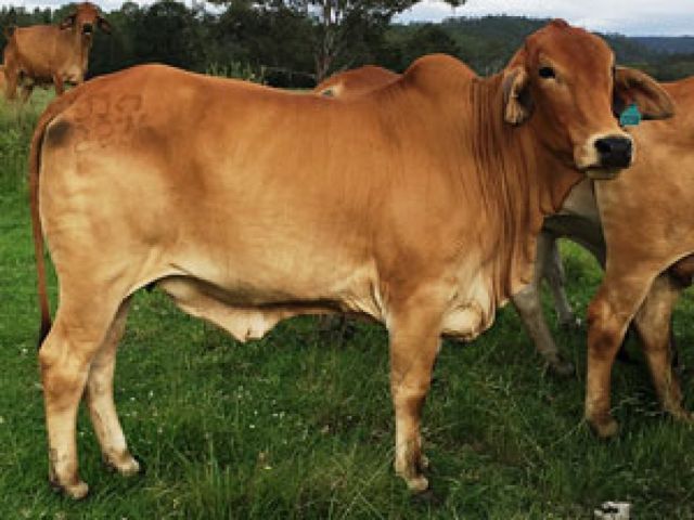 JANDEE/WANDARRI BRAHMAN HEIFERS