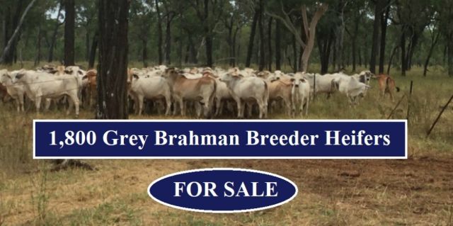 1,800 Grey Brahman Breeder Heifers (FOR SALE )