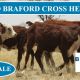 400 GQ BRAFORD CROSS HEIFERS