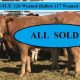 For Sale  120 Weaned Heifers & 117 Weaned Steers