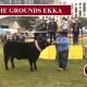 AROUND THE GROUNDS AT EKKA