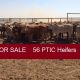 Go to 56 PTIC Heifers (FOR SALE )
