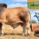 Go to SEE PERFORMANCE BRAHMANS (RBWS)