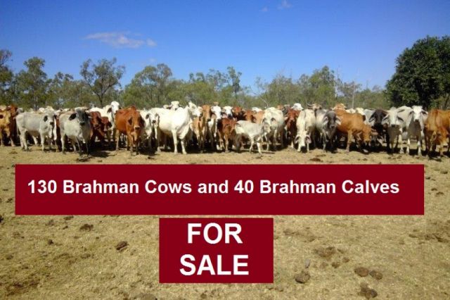 130 Brahman Cows and 40 Brahman Calves