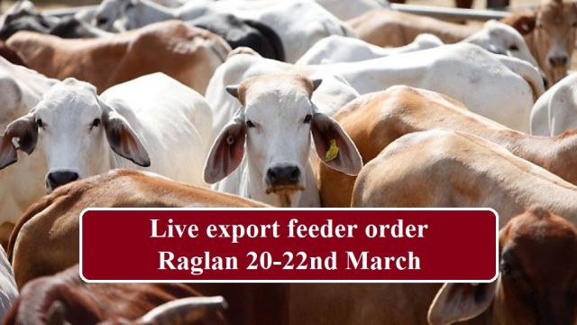 Live export feeder order