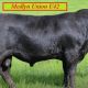 MEDLYN ANGUS BULL SALE 2025