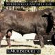 Go to Central Queensland Bull Sale 2017 (Angus Bulls)