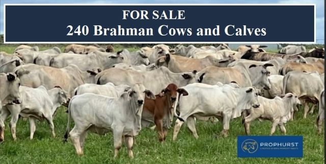 240 Brahman Cows & Calves For Sale
