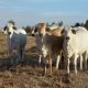 Purebred Brahmans For Sale
