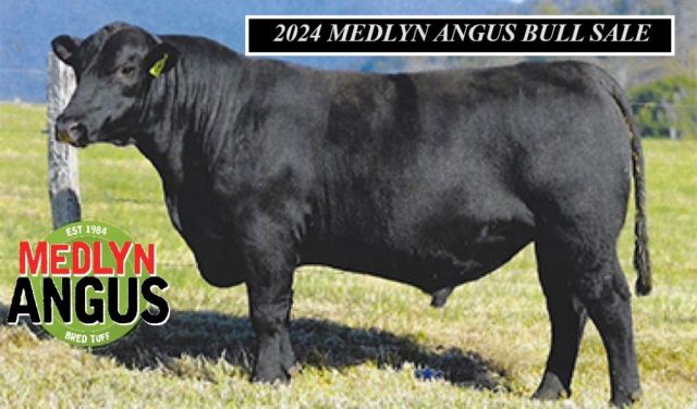 2024 MEDLYN ANGUS BULL SALE