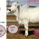 Moongool selling Females Great Eastern Female Sale 2024