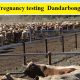 DAY 3   Pregnancy testing  Dandarbong Pastoral