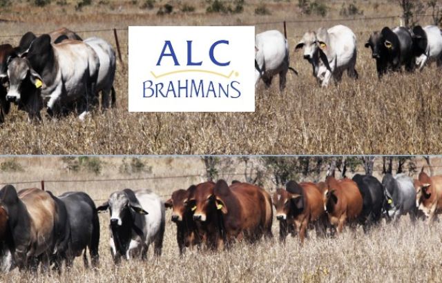 ALC BRAHMANS Paddock sales