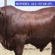 Go to Droughtmaster Bull Sale Day Two.