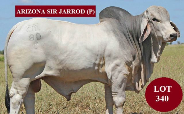 Arizona Brahmans