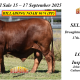 Billabong Droughtmasters National Sale Bulls 2025