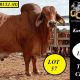 Go to Kangarin Brahmans Gold City 2024
