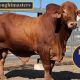 Kangarin Droughtmaster (DN) Sale Bulls.