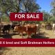 300 X bred & Soft Brahman Heifers No. 6