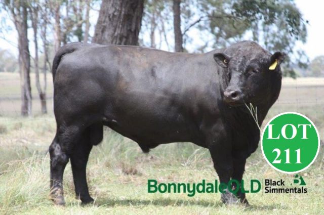 Bonnydale Black Simmentals