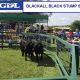 Results Black Stump All Breeds Bull Sale (GDL)