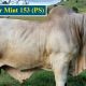 Go to For Sale 2 Bulls