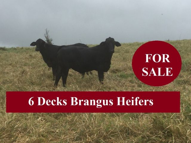 6 Decks Brangus Heifers