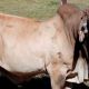 Go to Koonandah Brahman Bull Sale