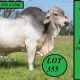 Kenilworth Brahmans Big Country Sale 2025