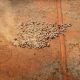 Chinese group to bid for two Australian cattle properties