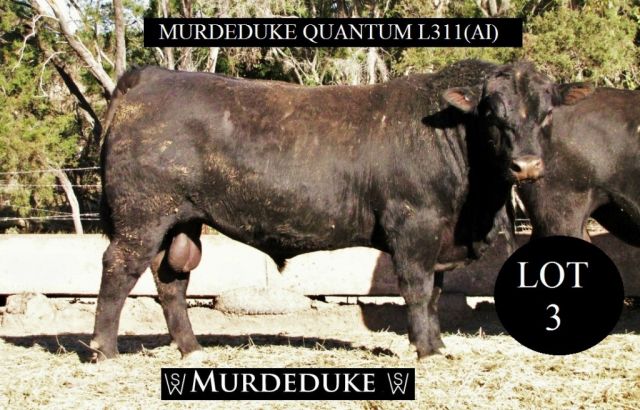 Central Queensland Bull Sale 2017 (Angus Bulls)