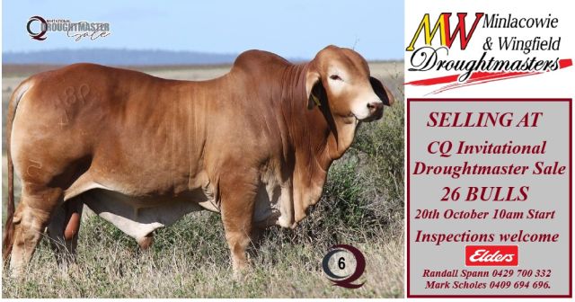 Minlacowie & Wingfield Droughtmasters (CQ SALE)