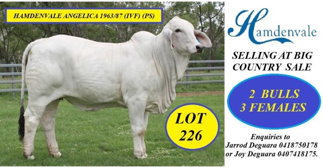Hamdenvale Brahmans Big Country Sale 2026