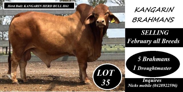 Kangarin Brahmans Bulls FAB Sale 2026