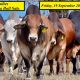 The Nobbs Families Bull Sale 2025