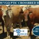90 VGQ PTIC CROSSBRED HEIFERS (FOR SALE )