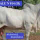 ANNAVALE BRAHMANS (B.C) SALE
