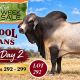 MOONGOOL BRAHMANS (RBWS)