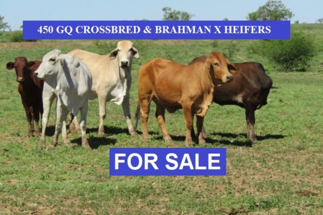 450 GQ CROSSBRED & BRAHMAN CROSS HEIFERS
