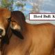 Go to KANGARIN STUD (FEB ALL BREEDS DRAFT)
