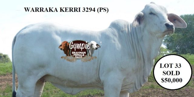 Gympie Female Sale 2021 RESULTS