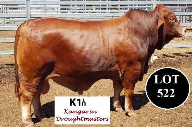 Kangarin Stud Feb All Breeds 2019