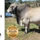 Savannah and Pivot Brahmans (RBWS)