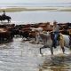 Go to Cattle drive draws focus to Florida’s cowboy history.